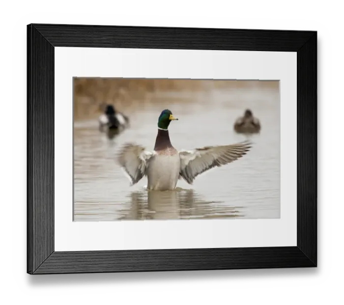Framed Print : USA, Oregon, Baskett Slough National Wildlife Refuge, Mallard (Anas plathyrhynchos) Framed Print : USA, Oregon, Baskett Slough National Wildlife Refuge, Mallard (Anas plathyrhynchos)
