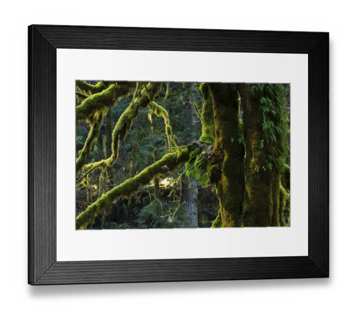 Framed Print : USA, Oregon, Silver Falls State Park, moss on Big Leaf Maple (Acer macrophyllum) Framed Print : USA, Oregon, Silver Falls State Park, moss on Big Leaf Maple (Acer macrophyllum)