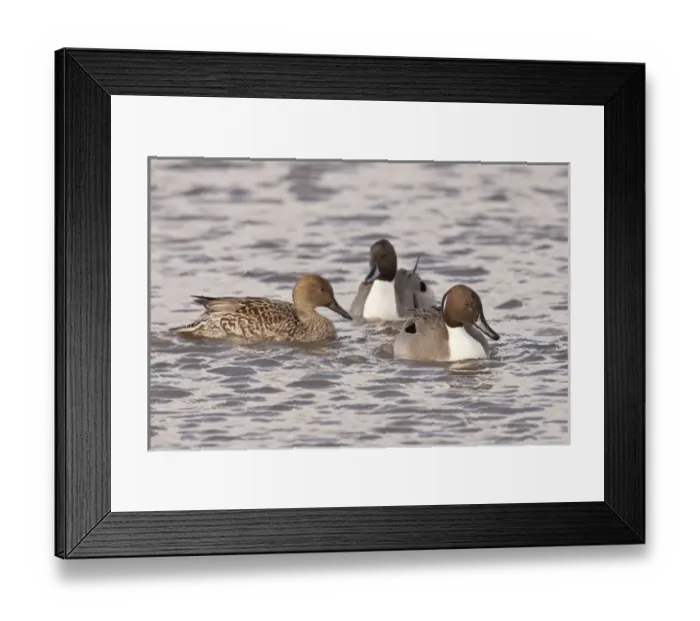 Framed Print : USA, Oregon, Baskett Slough National Wildlife Refuge, Northern Pintail drakes (Anas acuta) Framed Print : USA, Oregon, Baskett Slough National Wildlife Refuge, Northern Pintail drakes (Anas acuta)