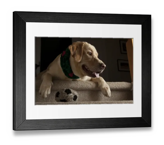 Framed Print : USA, Oregon, Keizer, Labrador Retriever in her Christmas gear (PR)