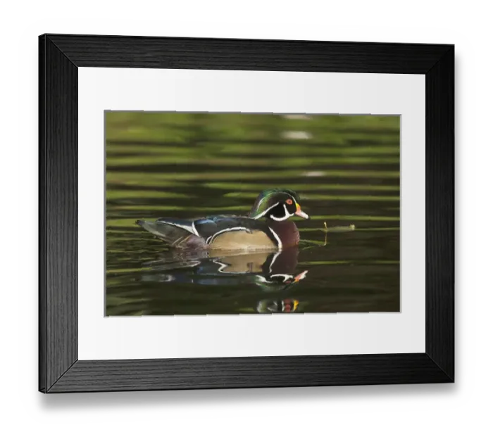 Framed Print : North America, United States, Oregon, Portland, Crystal Springs Rhododendron Garden Framed Print : North America, United States, Oregon, Portland, Crystal Springs Rhododendron Garden