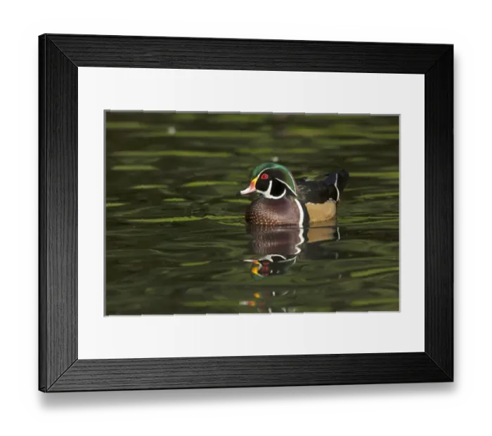 Framed Print : North America, United States, Oregon, Portland, Crystal Springs Rhododendron Garden Framed Print : North America, United States, Oregon, Portland, Crystal Springs Rhododendron Garden