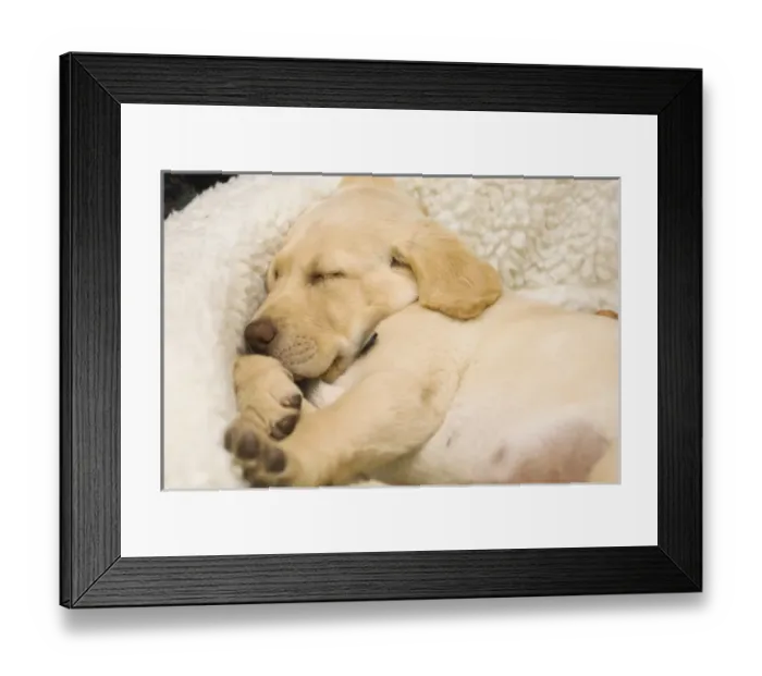 Framed Print : USA, Oregon, Keizer, Labrador Retriever puppy sleeping in its bed (PR) Framed Print : USA, Oregon, Keizer, Labrador Retriever puppy sleeping in its bed (PR)