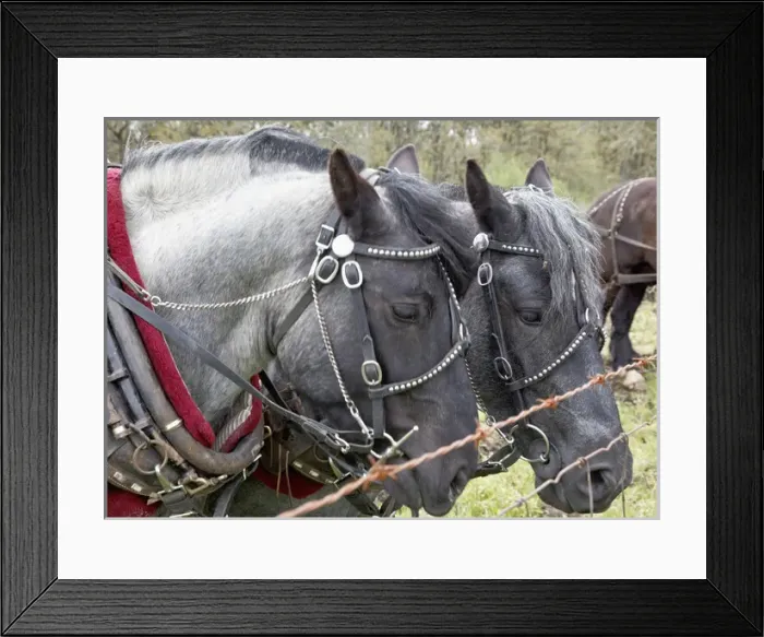 Framed Print : USA, Oregon, Champoeg State Park, draft horse team, resting during plowing competition Framed Print : USA, Oregon, Champoeg State Park, draft horse team, resting during plowing competition