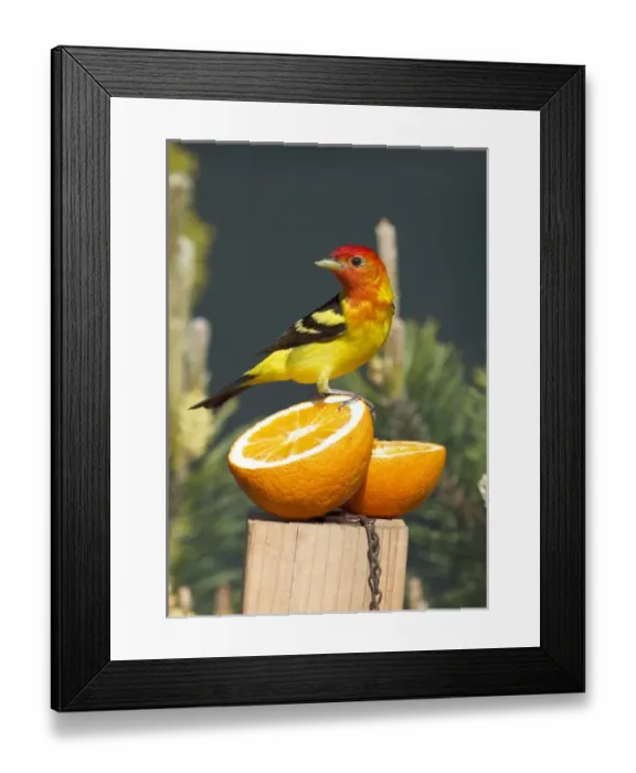 Framed Print : USA, Oregon, Keizer, male Western Tanager (Piranga ludoviciana), at feeding station
