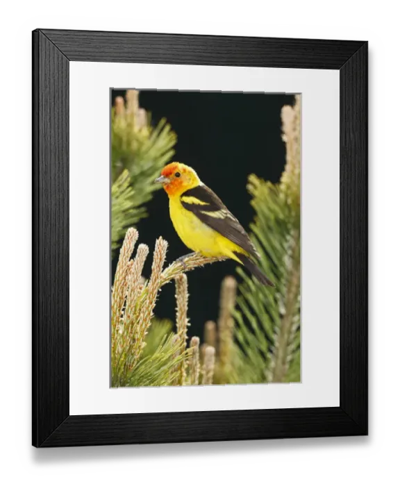 Framed Print : USA, Oregon, Keizer, male Western Tanager (Piranga ludoviciana) Framed Print : USA, Oregon, Keizer, male Western Tanager (Piranga ludoviciana)