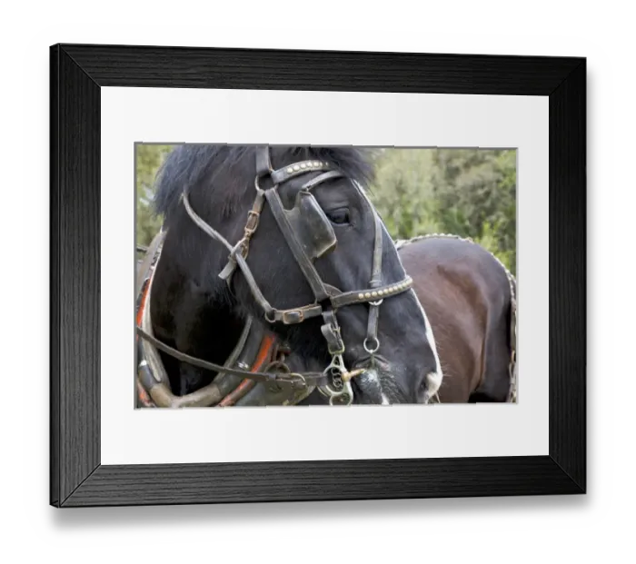 Framed Print : USA, Oregon, Champoeg State Park, Shire resting during plowing competition Framed Print : USA, Oregon, Champoeg State Park, Shire resting during plowing competition