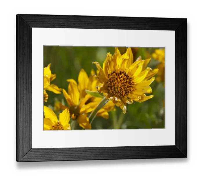 Framed Print : USA, Oregon, Columbia Gorge, Tom McCall Nature Preserve, Narrowleaf Mule Ears (Wyethia Framed Print : USA, Oregon, Columbia Gorge, Tom McCall Nature Preserve, Narrowleaf Mule Ears (Wyethia