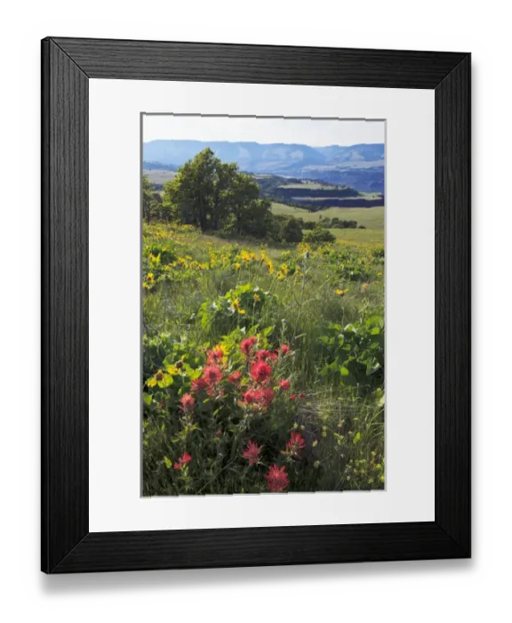 Framed Print : USA, Oregon, Columbia Gorge, Tom McCall Nature Preserve, Narrowleaf Mule Ears (Wyethia Framed Print : USA, Oregon, Columbia Gorge, Tom McCall Nature Preserve, Narrowleaf Mule Ears (Wyethia