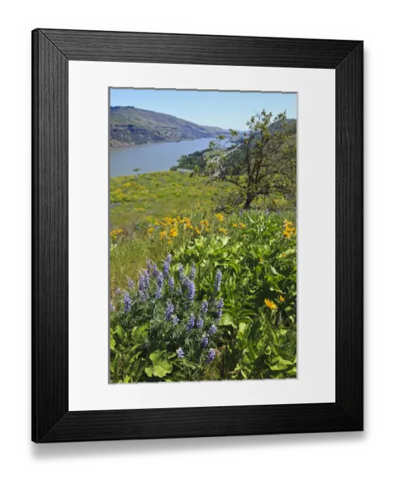 Framed Print : USA, Oregon, Columbia Gorge, Tom McCall Nature Preserve, Narrowleaf Mule Ears (Wyethia Framed Print : USA, Oregon, Columbia Gorge, Tom McCall Nature Preserve, Narrowleaf Mule Ears (Wyethia