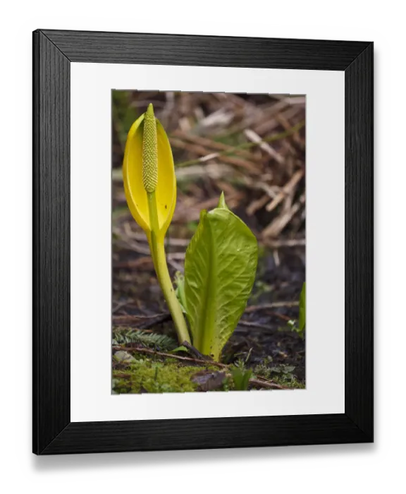 Framed Print : USA, Oregon, Silver Falls State Park, Skunk Cabbage (Lysichiton americanus) Framed Print : USA, Oregon, Silver Falls State Park, Skunk Cabbage (Lysichiton americanus)