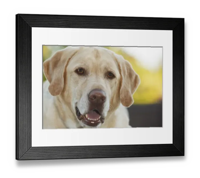 Framed Print : USA, Oregon, Keizer, Labrador Retriever (PR) Framed Print : USA, Oregon, Keizer, Labrador Retriever (PR)