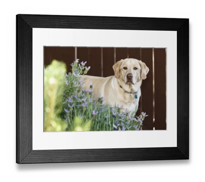 Framed Print : USA, Oregon, Keizer, Labrador Retriever (PR)