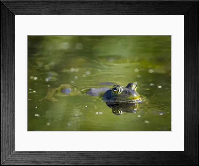 Framed Print : USA, Oregon, Eugene, Fern Ridge Wildlife Area, Bullfrog (Rana catesbeiana) an invasive