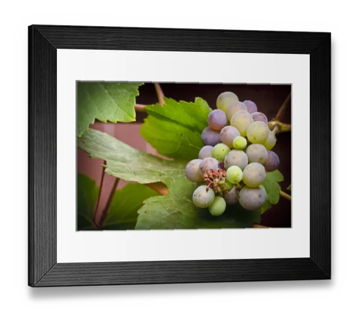 Framed Print : USA, Oregon, Keizer, Pinot Gris grapes in the backyard