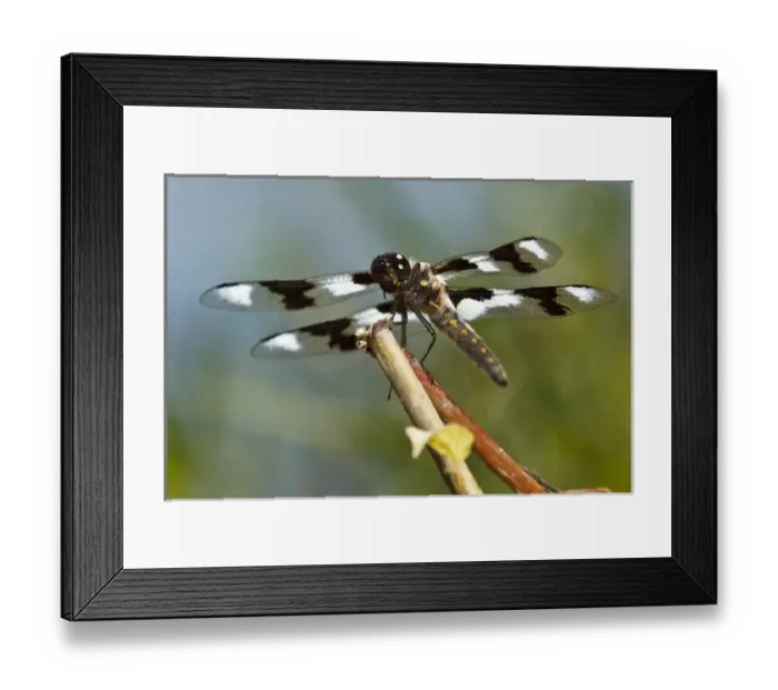 Framed Print : USA, Oregon, Albany, Freeway Ponds County Park, Eight-spotted Skimmer (Libellula Framed Print : USA, Oregon, Albany, Freeway Ponds County Park, Eight-spotted Skimmer (Libellula