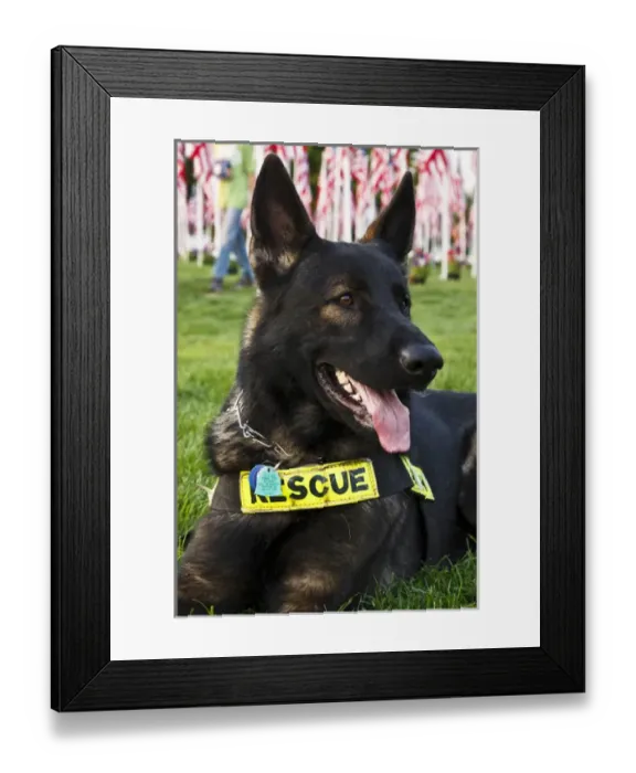 Framed Print : USA, Oregon, Salem, rescue dog, Alsatian, taking part in 9  /  11 tenth anniversary activities