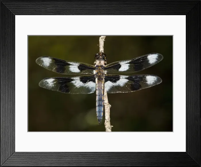 Framed Print : USA, Oregon, Eugene, West Eugene Wetlands, Eight-spotted Skimmer, (Libellula forensis)