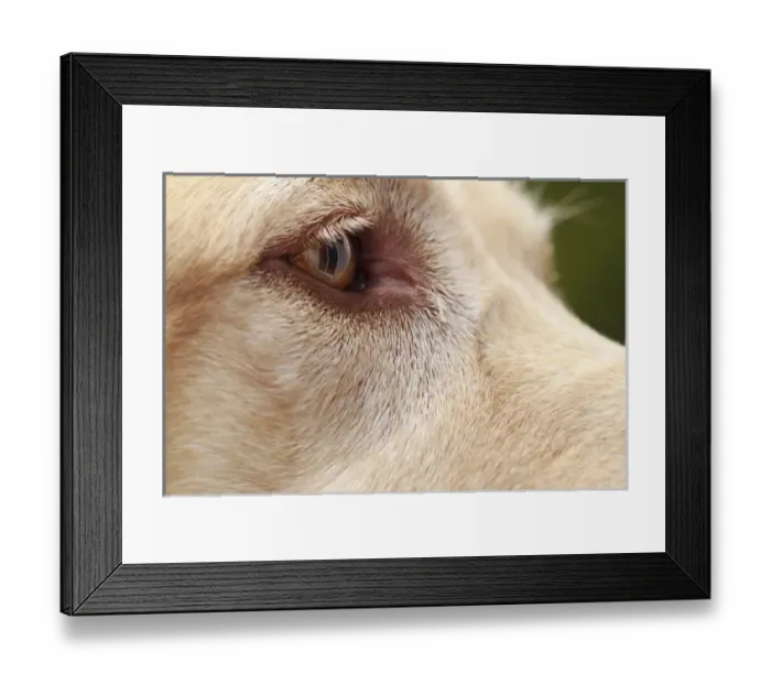 Framed Print : USA, Oregon, Keizer, detail of Labrador Retrievers eye (PR) Framed Print : USA, Oregon, Keizer, detail of Labrador Retrievers eye (PR)