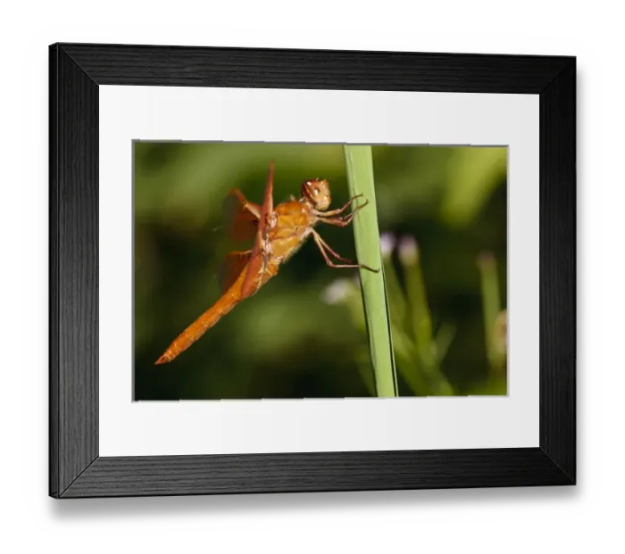 Framed Print : USA, Oregon, Albany, Freeway Ponds County Park, male Flame Skimmer (Libellula saturata) Framed Print : USA, Oregon, Albany, Freeway Ponds County Park, male Flame Skimmer (Libellula saturata)