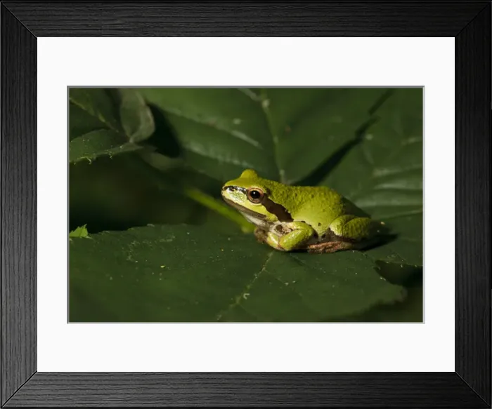 Framed Print : USA, Oregon, Eugene, West Eugene Wetlands, Pacific Green Tree Frog, (Pseudacris regilla)