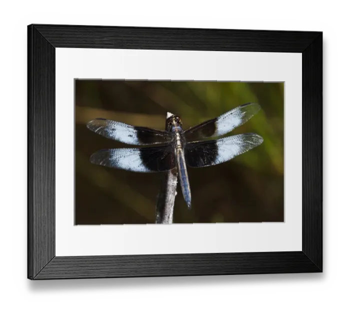 Framed Print : USA, Oregon, Eugene, West Eugene Wetlands, a male Widow Skimmer (Libellula luctuosa) Framed Print : USA, Oregon, Eugene, West Eugene Wetlands, a male Widow Skimmer (Libellula luctuosa)