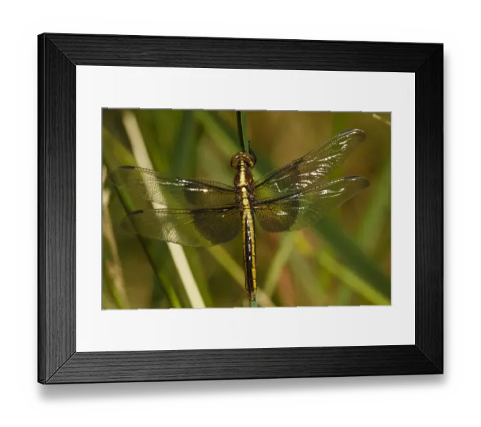 Framed Print : USA, Oregon, Albany, Freeway Ponds County Park, female Widow Skimmer (Libellula lustuosa) Framed Print : USA, Oregon, Albany, Freeway Ponds County Park, female Widow Skimmer (Libellula lustuosa)