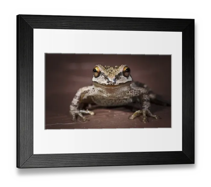 Framed Print : USA, Oregon, Keizer, Pacific Tree Frog (Pseudacris regilla) Framed Print : USA, Oregon, Keizer, Pacific Tree Frog (Pseudacris regilla)