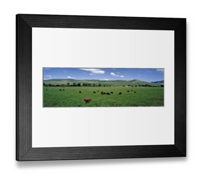 Framed Print : USA, Oregon, Prairie City. Cattle graze on spring grass in a pasture near Prairie