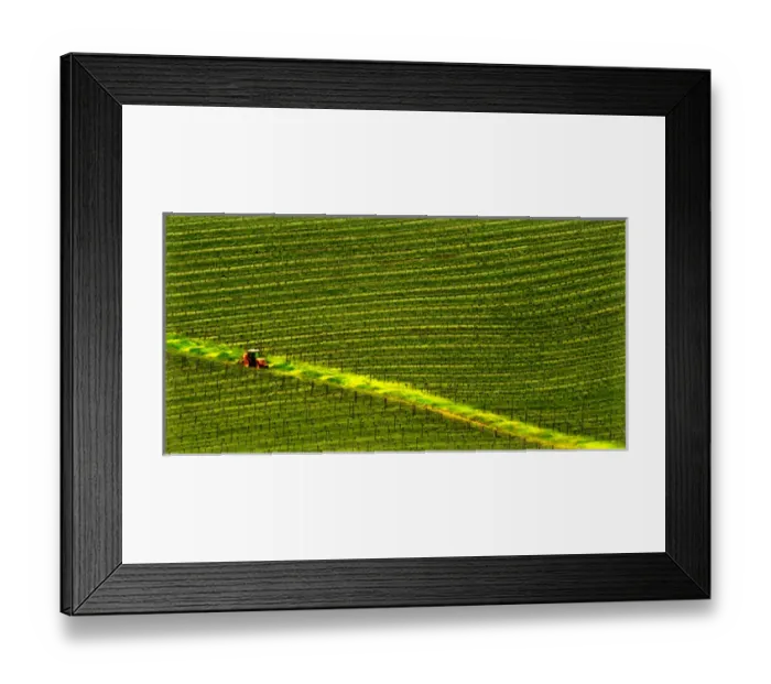 Framed Print : USA, Oregon, Wine Country Willamette Valley. The vineyards of King Estate Framed Print : USA, Oregon, Wine Country Willamette Valley. The vineyards of King Estate