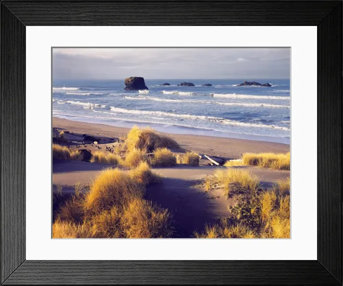 Framed Print : USA, Oregon, Cape Sebastian SP. Beach grasses turn gold in the autumn at Cape Sebastian State Park