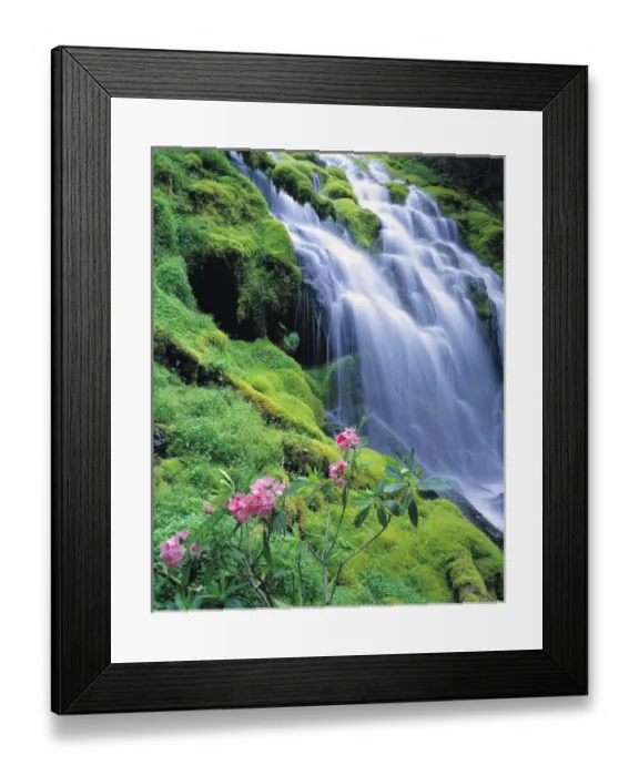 Framed Print : USA, Oregon, Proxy Falls. Pink rhododendron adorn Proxy Falls in the Cascades Range Framed Print : USA, Oregon, Proxy Falls. Pink rhododendron adorn Proxy Falls in the Cascades Range