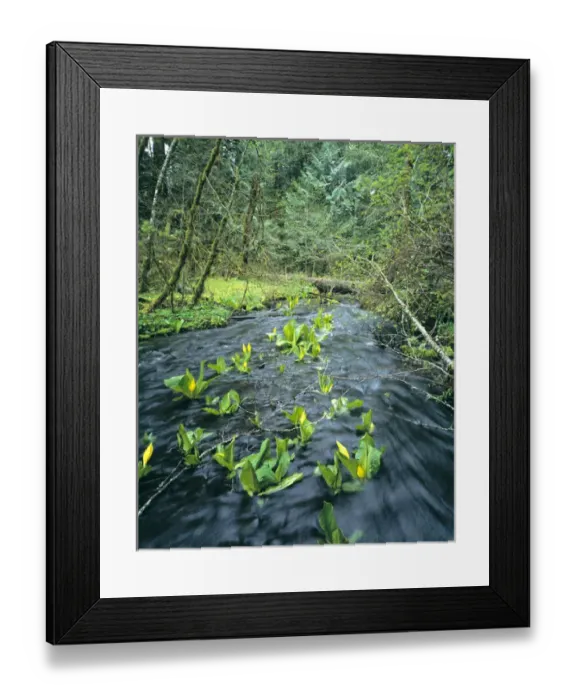 Framed Print : USA, Oregon, Siuslaw NF. Skunk Cabbage blooms in a stream in the Siuslaw National