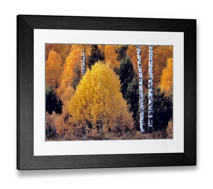 Framed Print : USA, Oregon, Klamath Co. Brilliant fall color competes with firs trees in southern Oregon