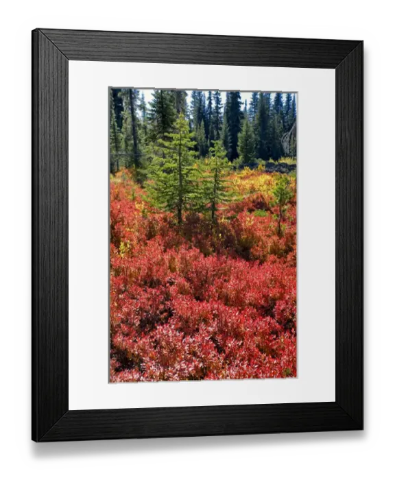 Framed Print : USA, Oregon, McKenzie Pass. Huckleberry plants turn a vibrant red in the fall Framed Print : USA, Oregon, McKenzie Pass. Huckleberry plants turn a vibrant red in the fall