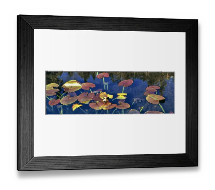 Framed Print : USA, Oregon, Marion Forks. Pondlilies, also called spattrerdocks, grow in a shallow