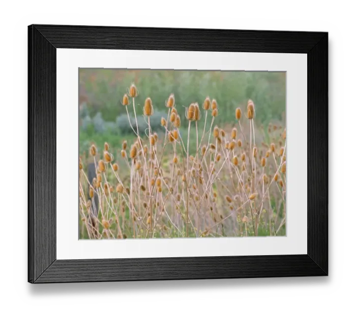 Framed Print : USA, Oregon, Jefferson Co. Bull thistles flourish by the roadside in Jefferson County
