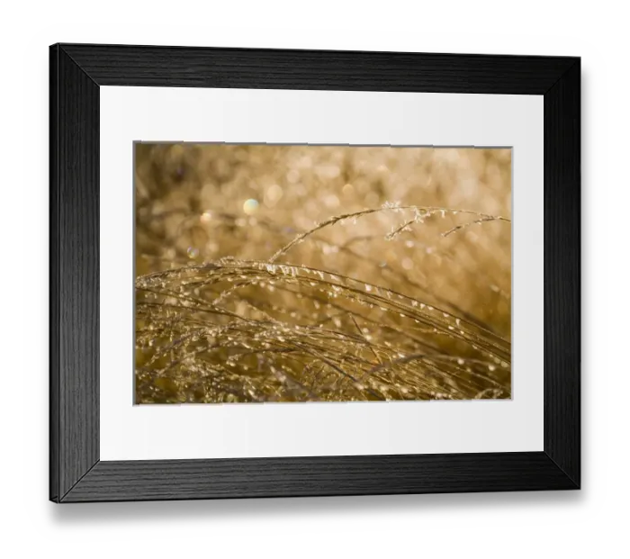 Framed Print : USA, Oregon, Bend. Ice gathers on autumn grasses in Bend, Oregon Framed Print : USA, Oregon, Bend. Ice gathers on autumn grasses in Bend, Oregon