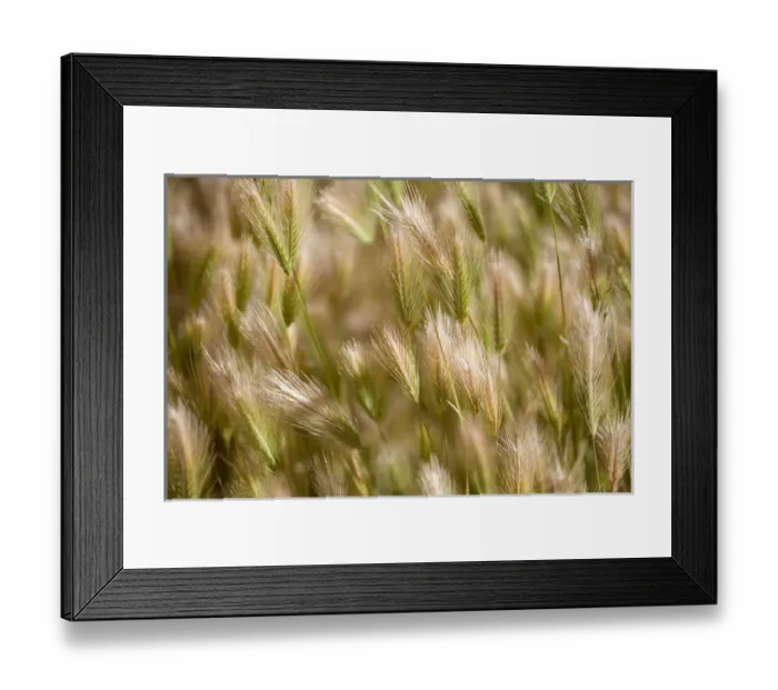 Framed Print : USA, Oregon, Smith Rocks SP. Green and ripe grass seed heads sway in the wind at Smith Rocks S Framed Print : USA, Oregon, Smith Rocks SP. Green and ripe grass seed heads sway in the wind at Smith Rocks S