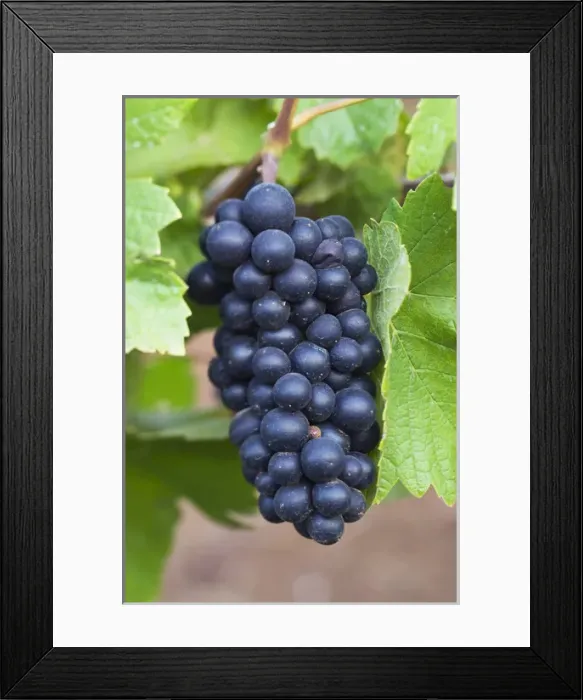 Framed Print : NA; USA; Oregon; Willamette Valley; Pinot Noir Grapes (selective focus) Framed Print : NA; USA; Oregon; Willamette Valley; Pinot Noir Grapes (selective focus)