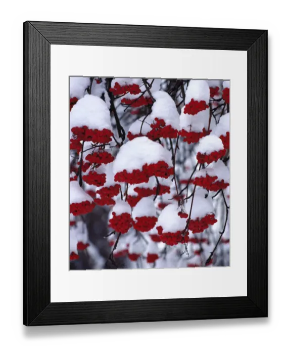 Framed Print : USA, Oregon, Bend. Snow covers the berries of the Mountain Ash in Bend, Oregon Framed Print : USA, Oregon, Bend. Snow covers the berries of the Mountain Ash in Bend, Oregon