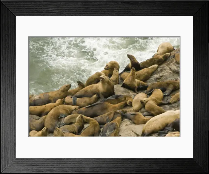 Framed Print : OR, near Florence, Stellar Sea Lions (Eumetopias jubatus)