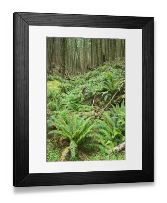 Framed Print : USA, OR, Suislaw NF, Cape Pertetua, Costal Rainforest Framed Print : USA, OR, Suislaw NF, Cape Pertetua, Costal Rainforest