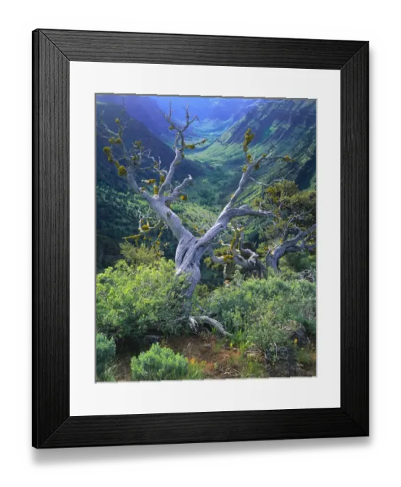 Framed Print : OREGON. USA. Mountain mahogany snags & sagebrush above glacier-carved Little Blitzen River Gorge
