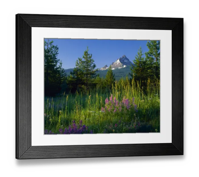 Framed Print : Oregon. USA. Mount Washington at sunrise above conifers, lupine, & grasses. Cascade Mountains Framed Print : Oregon. USA. Mount Washington at sunrise above conifers, lupine, & grasses. Cascade Mountains