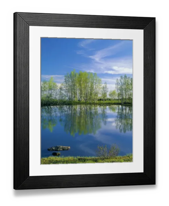 Framed Print : OREGON. USA. Pond reflects aspen & cirrus clouds at sunrise on Steens Mountain. Steens Framed Print : OREGON. USA. Pond reflects aspen & cirrus clouds at sunrise on Steens Mountain. Steens