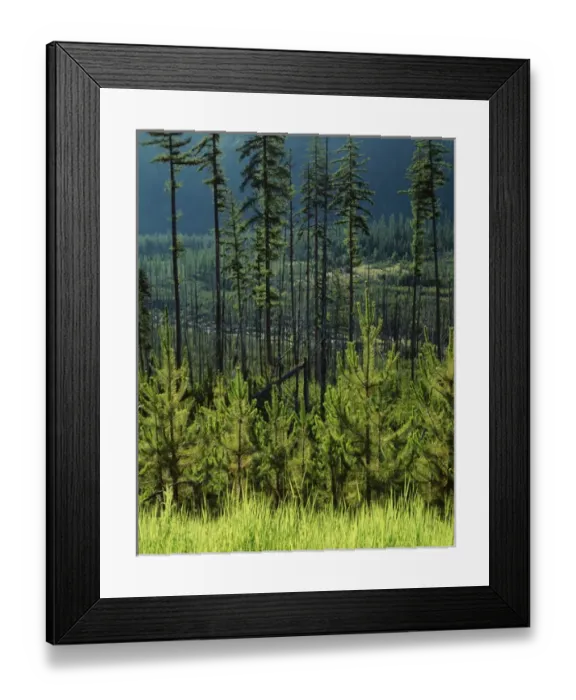 Framed Print : USA, Oregon, Hells Canyon National Recreation Area, View of Wallowa National Forest Framed Print : USA, Oregon, Hells Canyon National Recreation Area, View of Wallowa National Forest