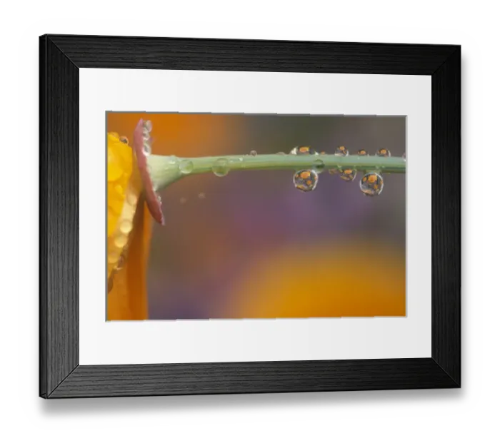 Framed Print : waterdrops reflecting on California Poppies (Escholzia californica) near Portland, Oregon Framed Print : waterdrops reflecting on California Poppies (Escholzia californica) near Portland, Oregon