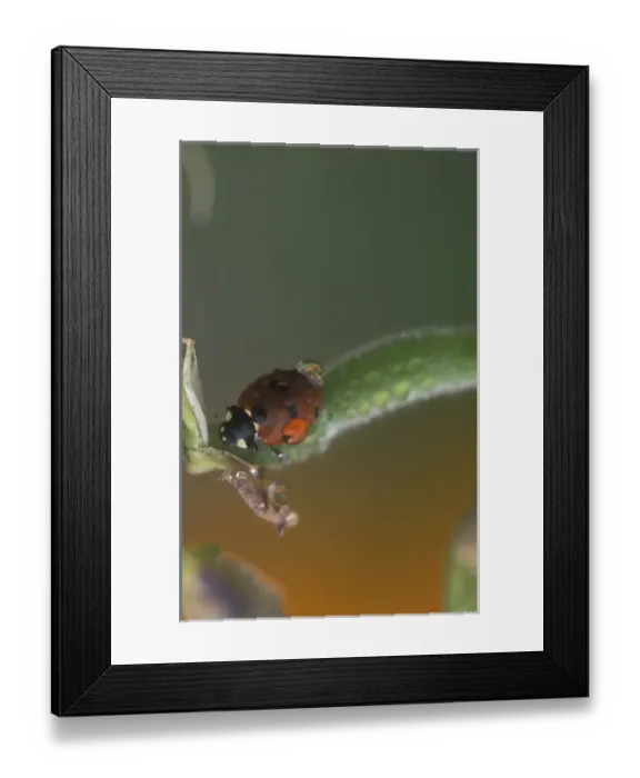 Framed Print : Ladybug asleep on flower, Portland, Oregon