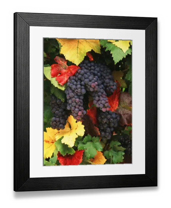 Framed Print : USA, Oregon, Willamette valley, View of Pinot Noir grape Framed Print : USA, Oregon, Willamette valley, View of Pinot Noir grape